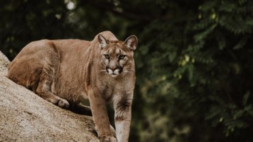 Cougar fact sheet