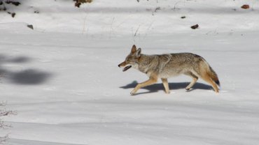 Coyote fact sheet