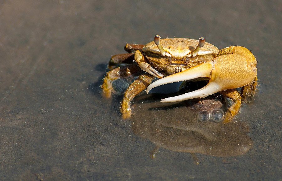 Crab with large pincer