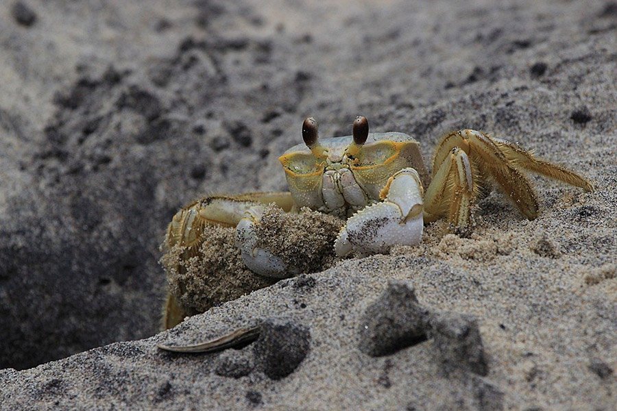 Crab digging sand