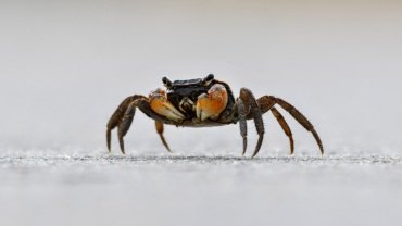 Crab fact sheet