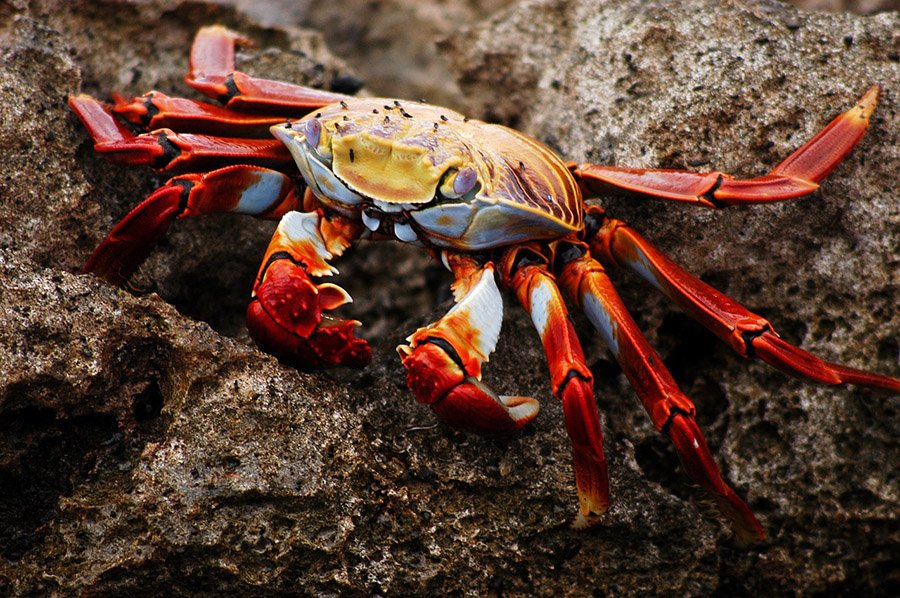 Crab in Galapagos