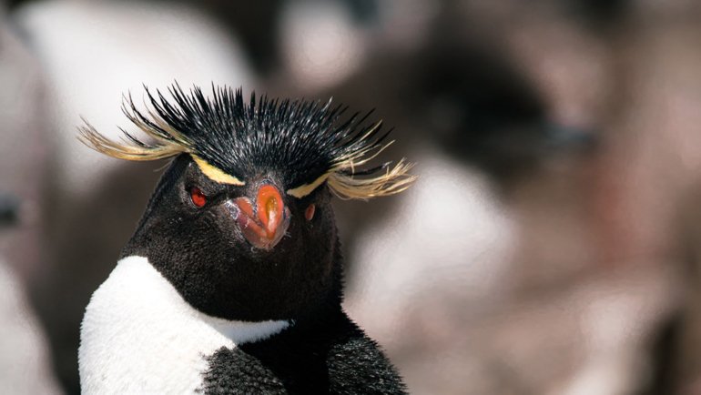 Crested penguin fact sheet