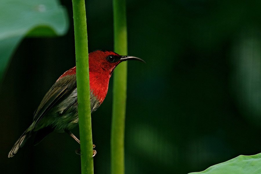 Crimson sunbird