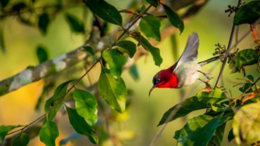 Crimson sunbird fact sheet