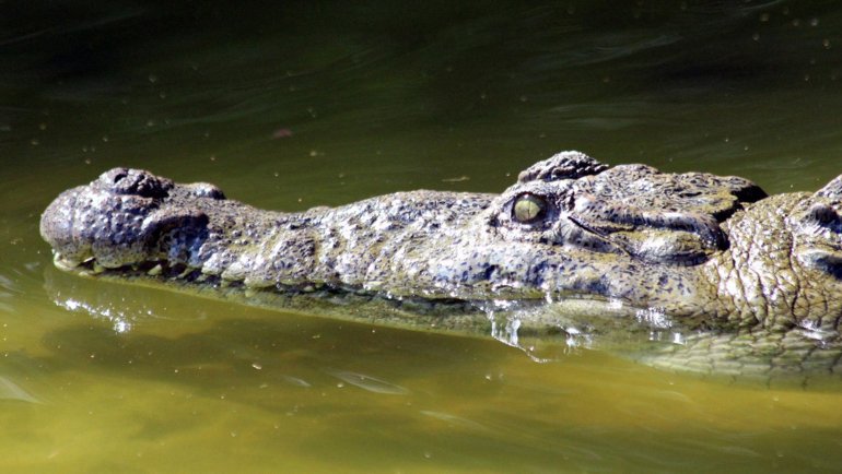 Crocodile fact sheet