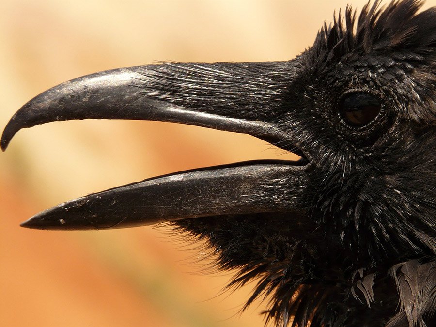 Crow close up