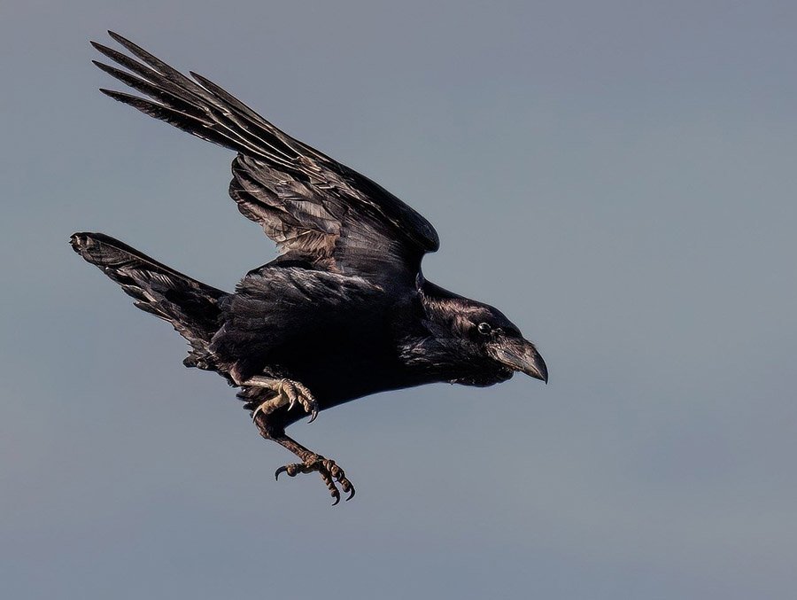 Crow flying