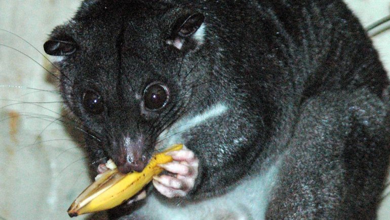 Cuscus fact sheet