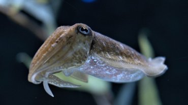 Cuttlefish fact sheet