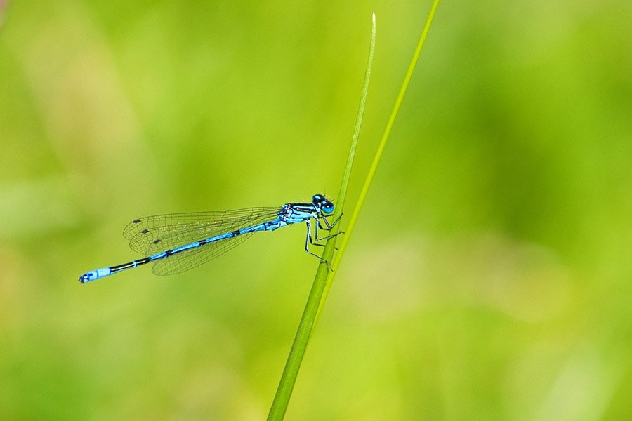 Damselfly