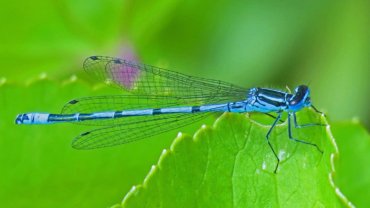 Damselfly fact sheet