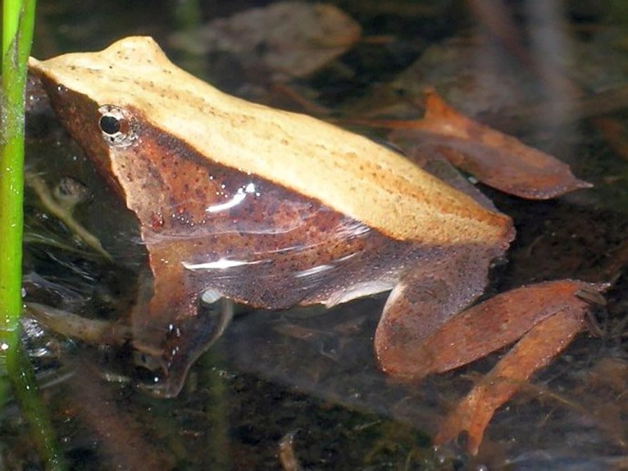 Darwin's Frog