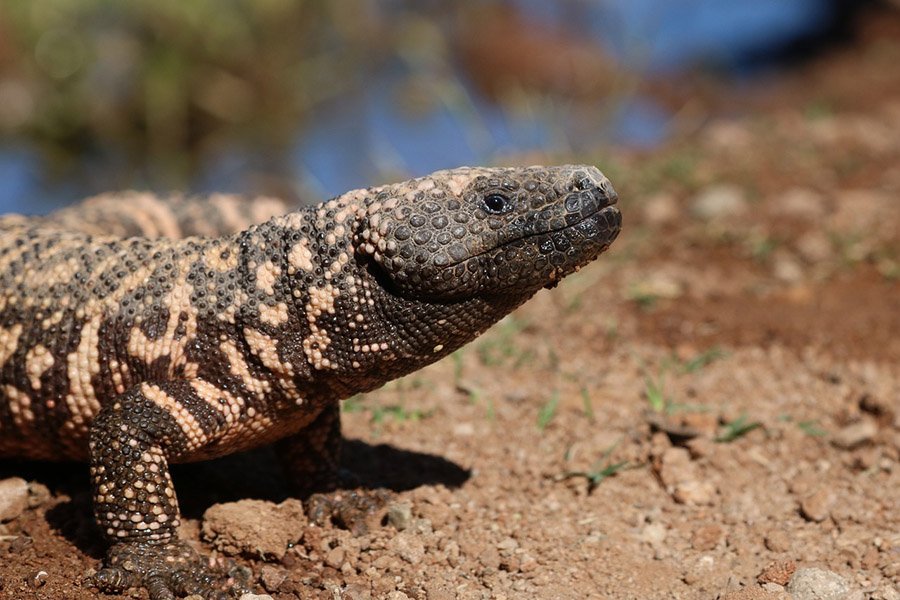 Desert Animals - Gila Monster