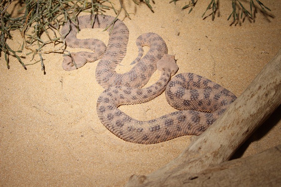 Desert Animals - Horn Viper