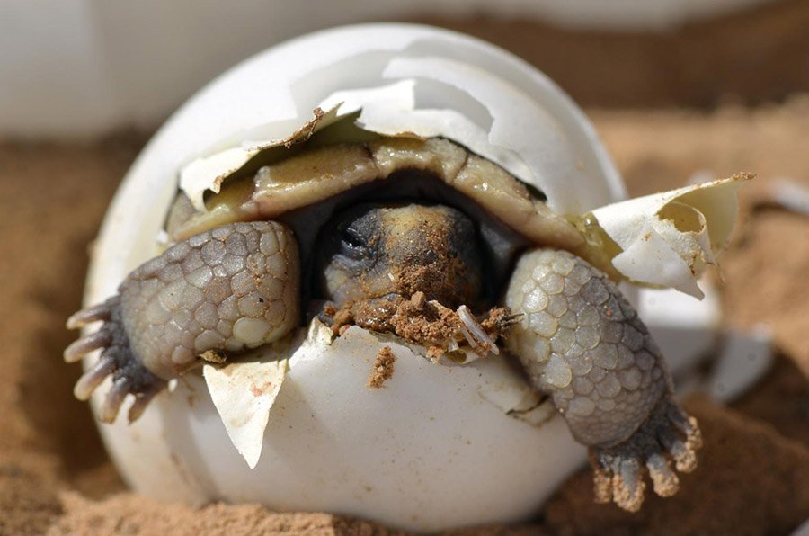 Desert Tortoise baby