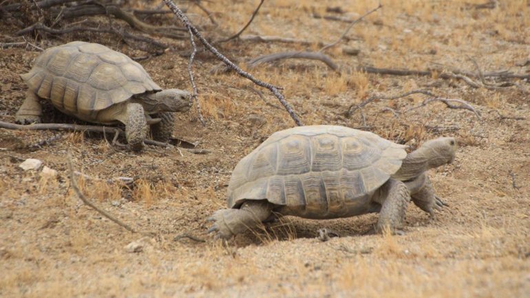 Desert Tortoise fact sheet