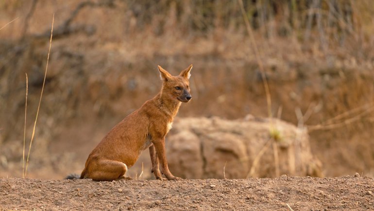 Dhole fact sheet