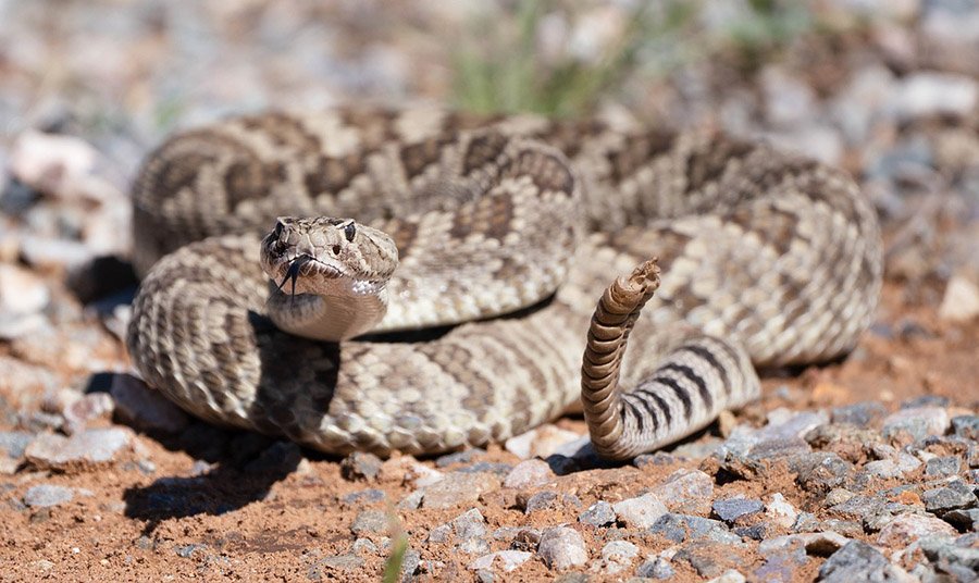 Diamondback Rattlesnake