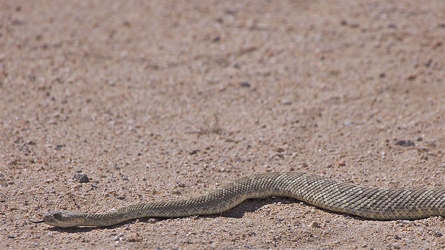 Diamondback Rattlesnake