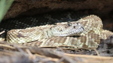 Diamondback Rattlesnake fact sheet