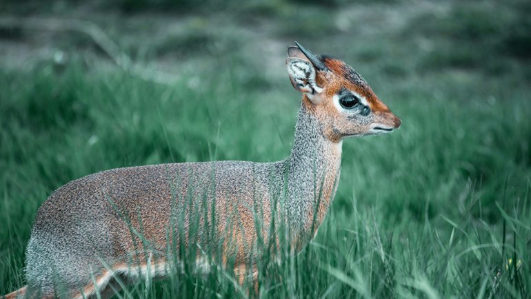 Dik-Dik fact sheet