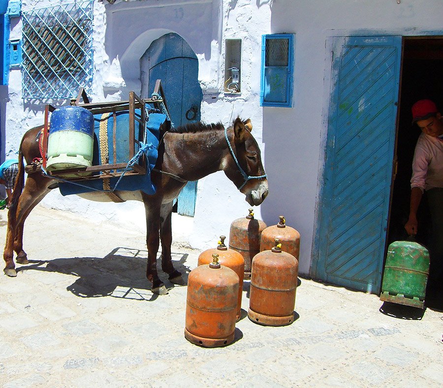 Donkey in Morocco