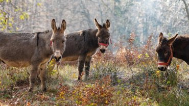 Donkey fact sheet