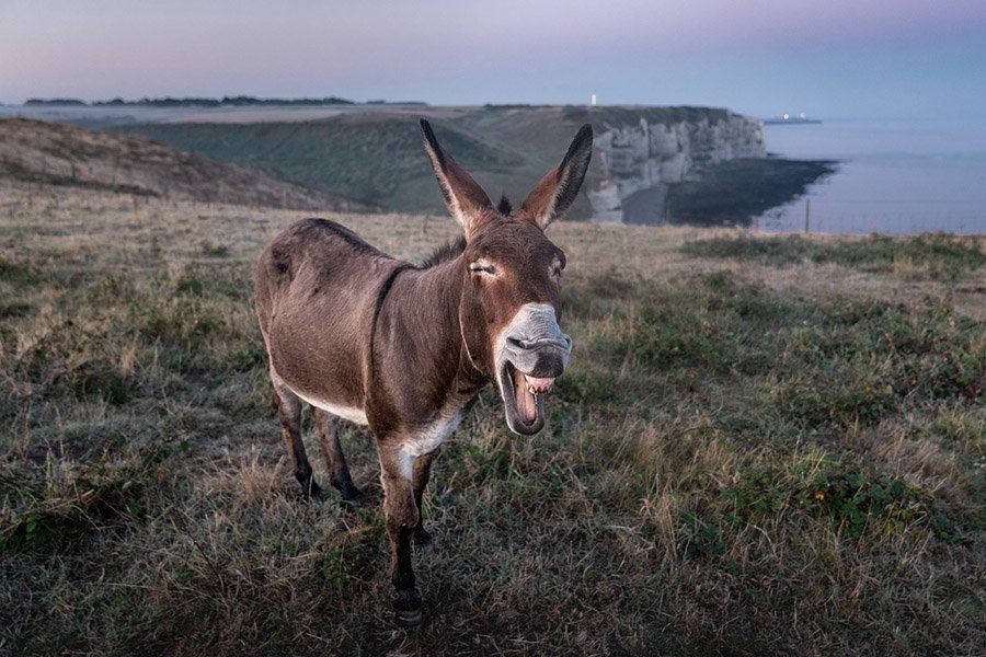 Donkey in France