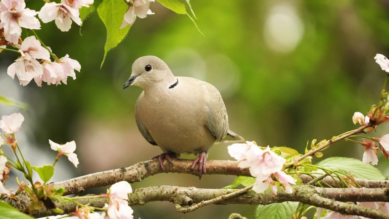 Dove fact sheet