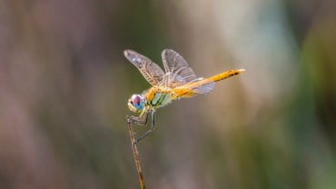Dragonfly fact sheet