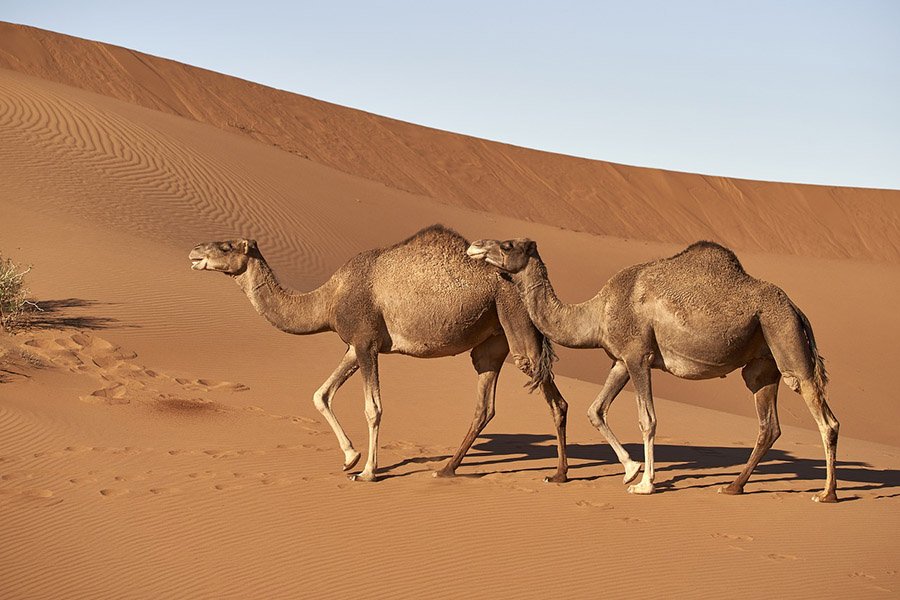 Dromedary