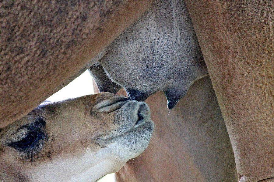 Dromedary baby suckling