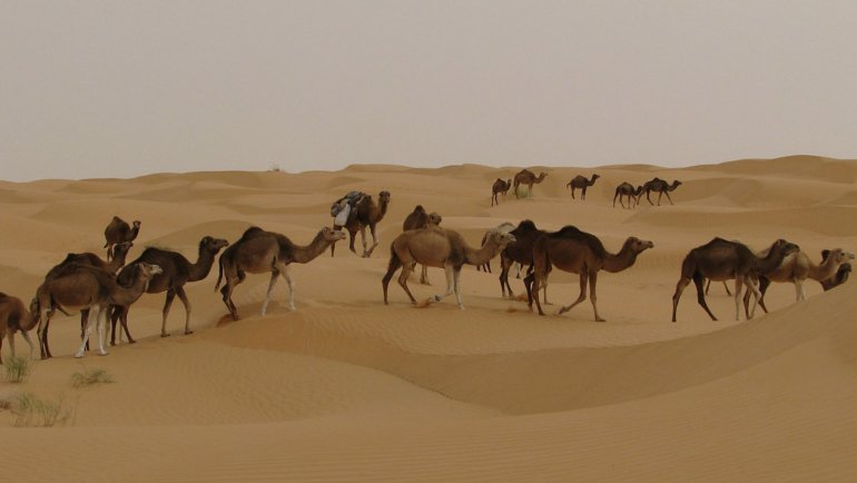 Dromedary fact sheet