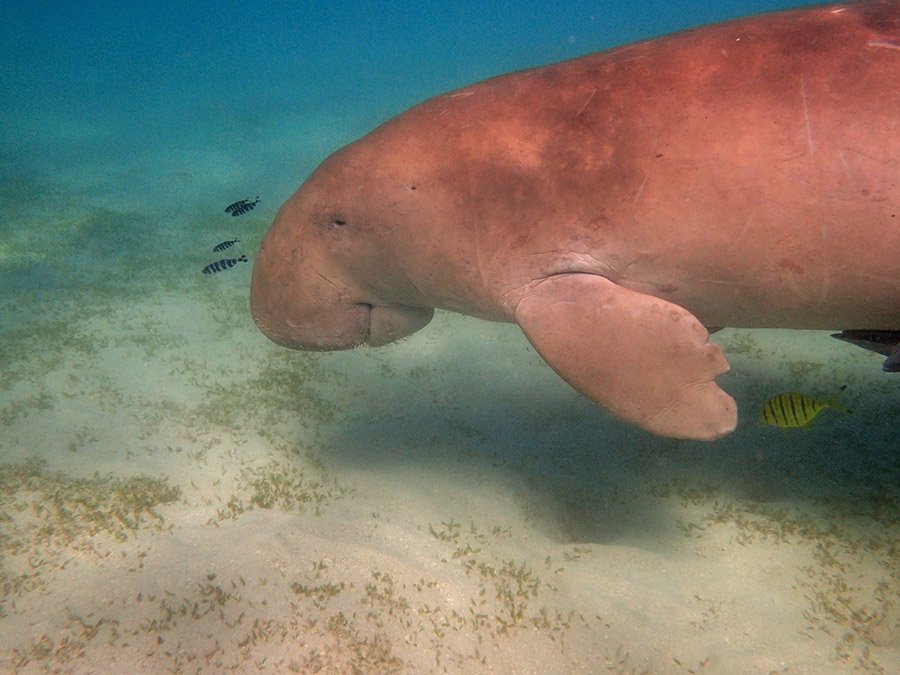 Dugong