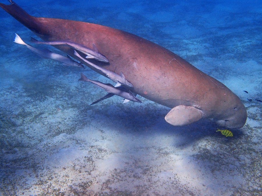 Dugong