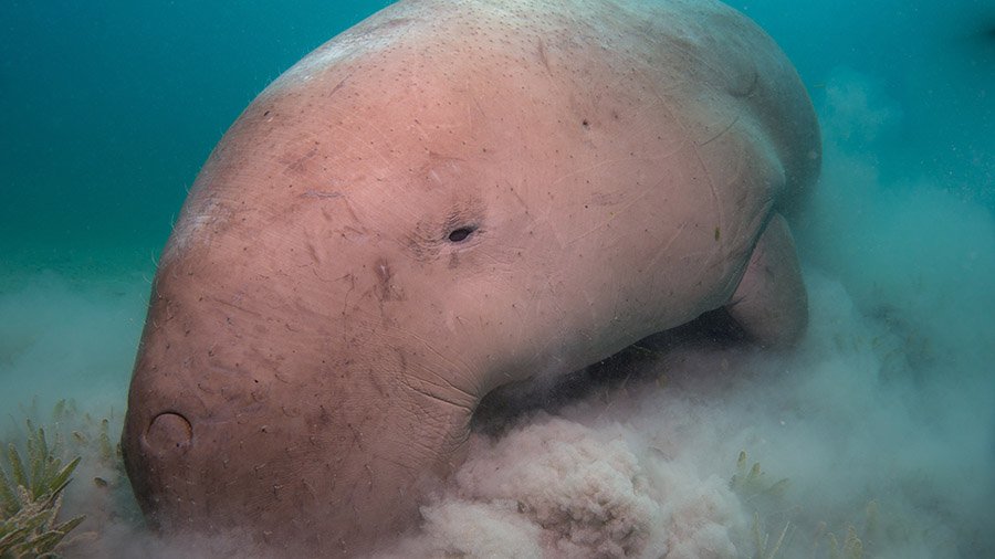 Dugong