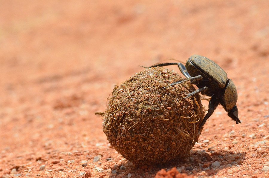 Dung Beetle