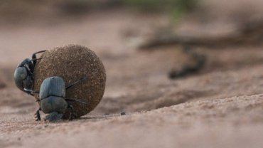 Dung Beetles fact sheet