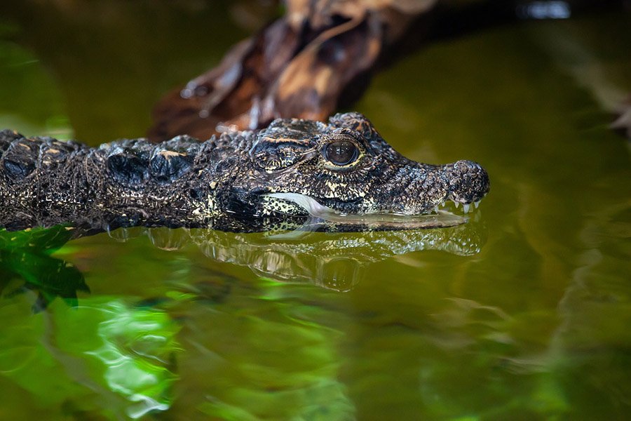 Dwarf Crocodile