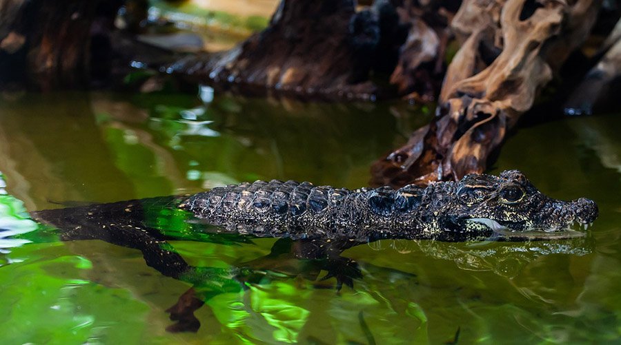 Dwarf Crocodile