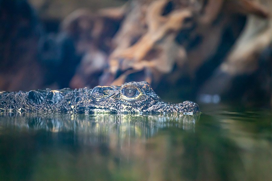 Dwarf Crocodile