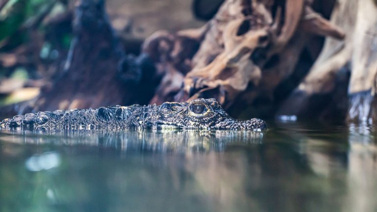 Dwarf Crocodile fact sheet