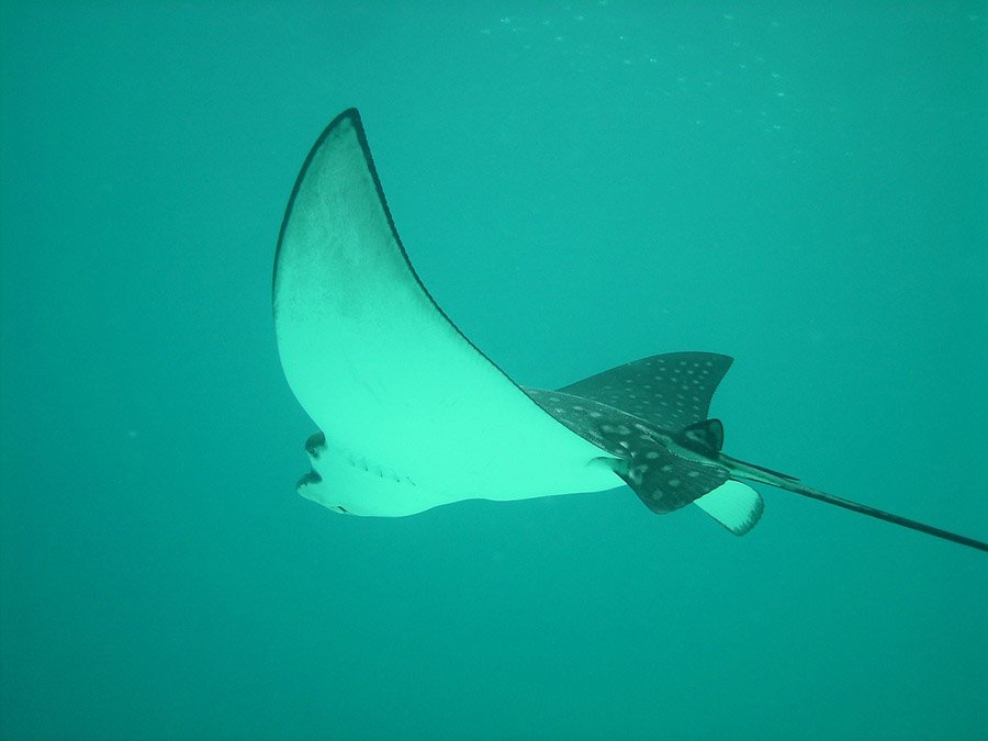 Eagle Ray