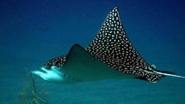 Eagle Ray fact sheet