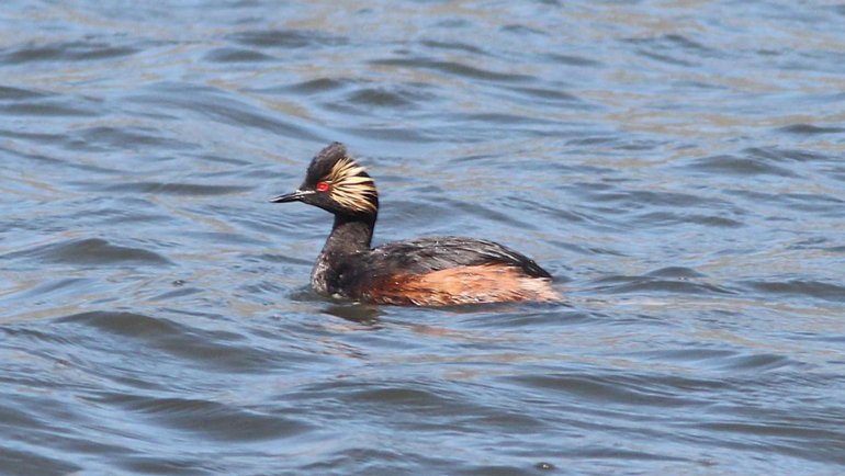 Eared grebe fact sheet