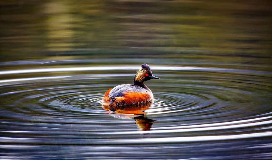 Eared grebe