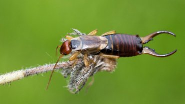 Earwig fact sheet