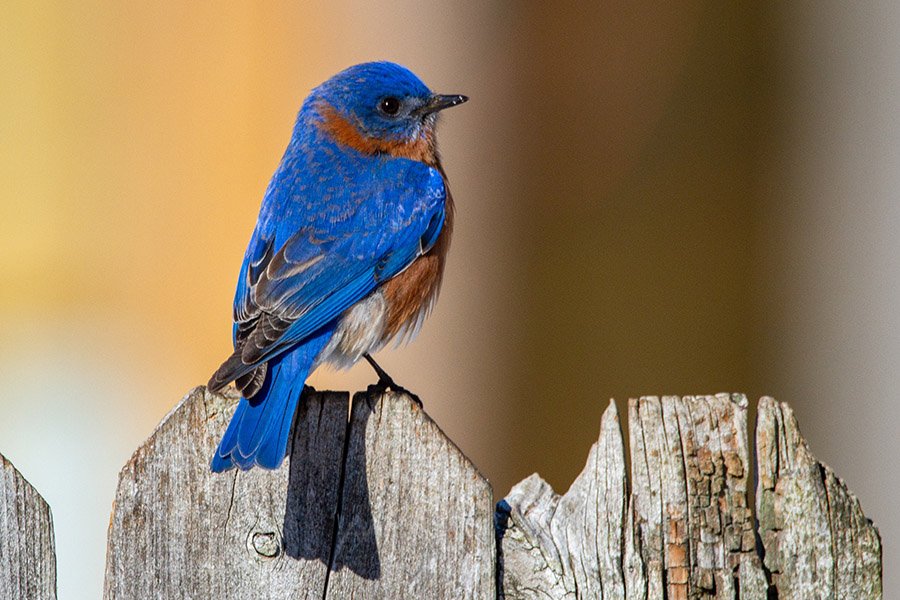 Eastern Bluebird