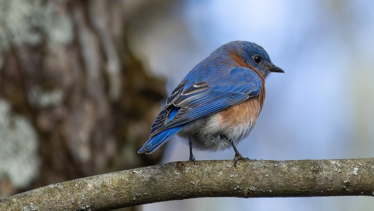 Eastern Bluebird fact sheet